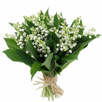 Muguet