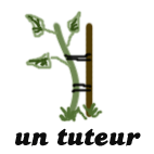 tuteur